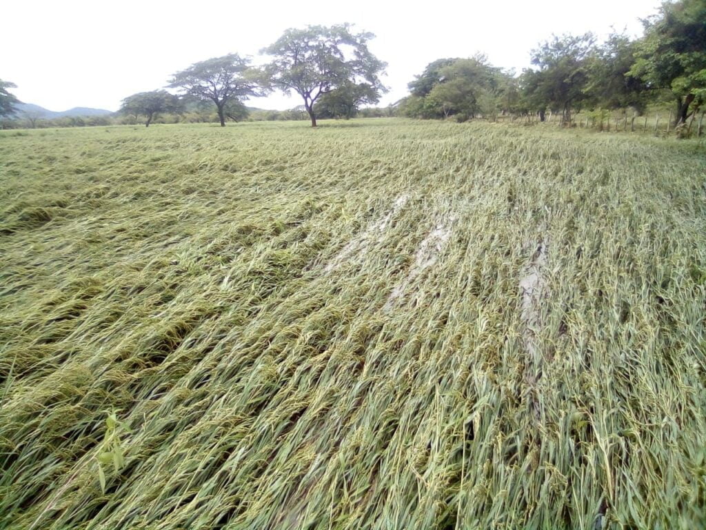 En el caso de Malacatoya los arroceros fueron fuertemente afectados. Los productores mostraron las plantaciones que quedaron acamadas e inundadas con el paso de la tormenta Julia.