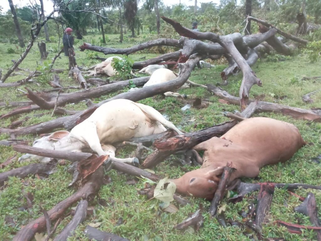 Gnaderos tambien reportaron perdidas de semovientes durante tormenta